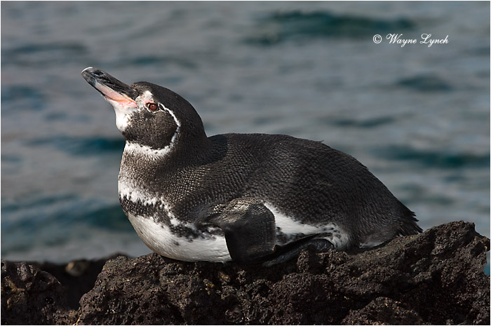 Galapagos Penguin 107 by Dr. Wayne Lynch &copy;